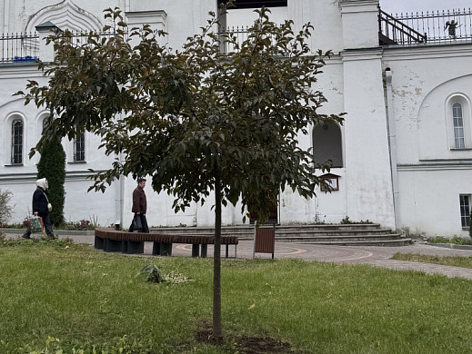 В Троицком сквере подстригли пендульные березы 